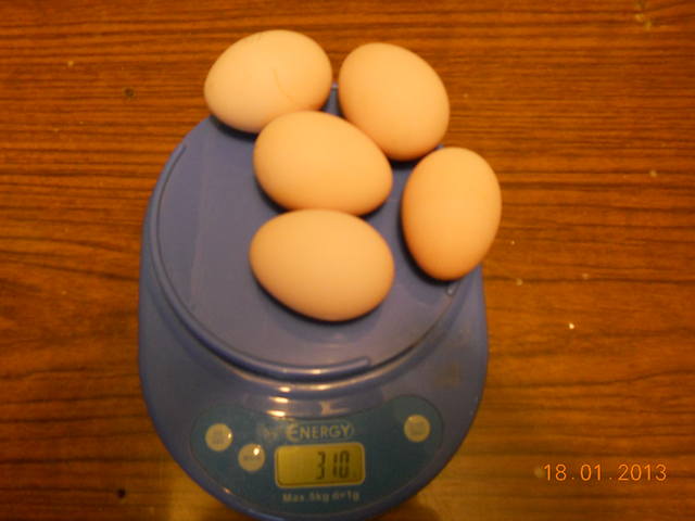 Продажа цыплят и инкубационного яйца кур породы Фавероль  1580055_m