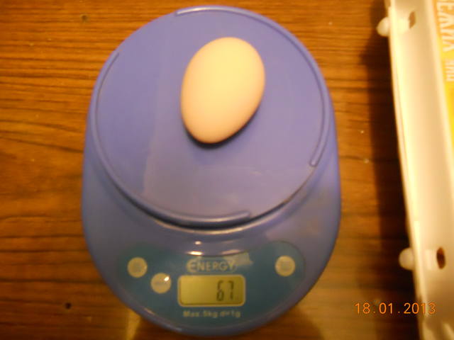 Продажа цыплят и инкубационного яйца кур породы Фавероль  1580054_m