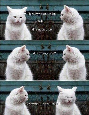 Эти забавные животные