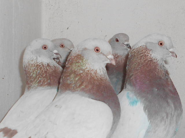 Бойные  голуби  Туркмении - Страница 30 1603354_m