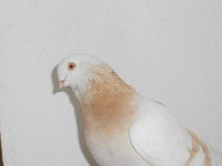 Бойные  голуби  Туркмении - Страница 31 1609231_m
