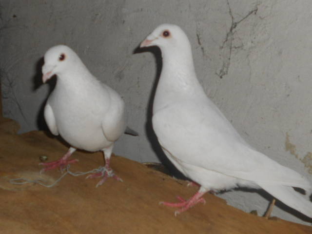 Мои голуби Рустем  1621426_m