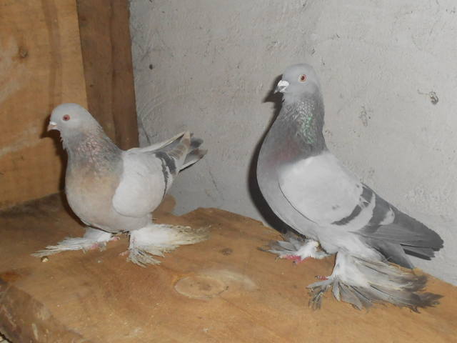 Мои голуби Рустем  1621491_m