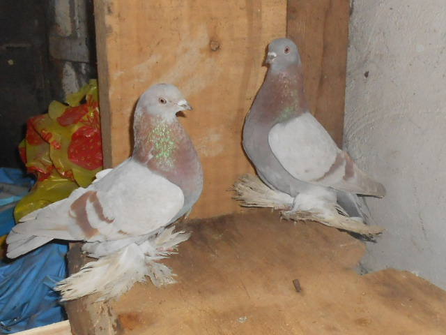 Мои голуби Рустем  1621514_m