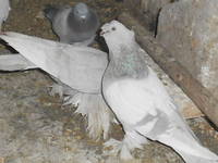 Свинц 2 чуб пьет.JPG