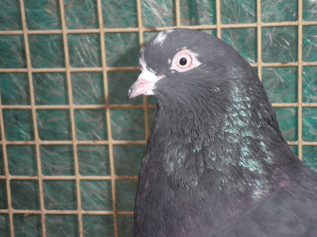 http://images.vfl.ru/ii/1359910018/711e3dd4/1681601_m.jpg