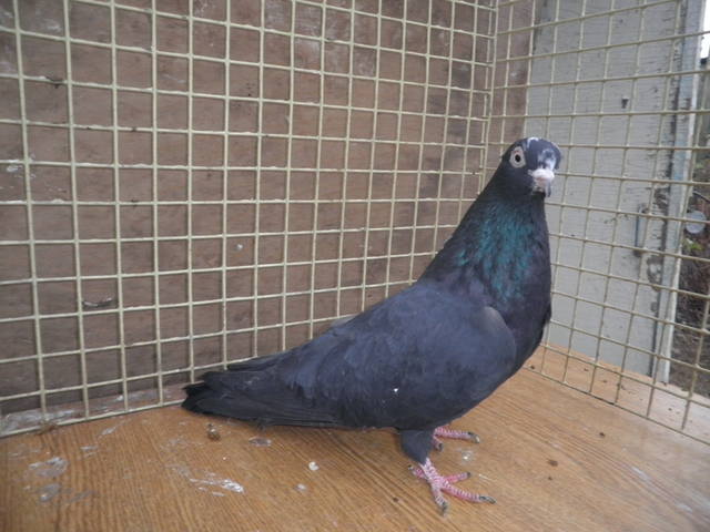 http://images.vfl.ru/ii/1359910694/bca5d659/1681645_m.jpg