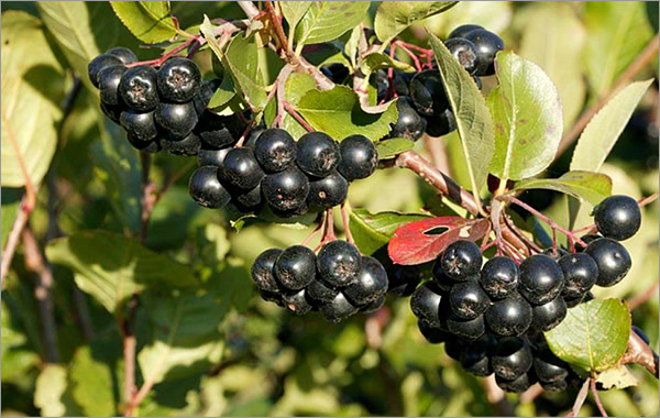 черноплодка