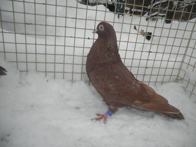 http://images.vfl.ru/ii/1359970081/0d2918b0/1685358_m.jpg