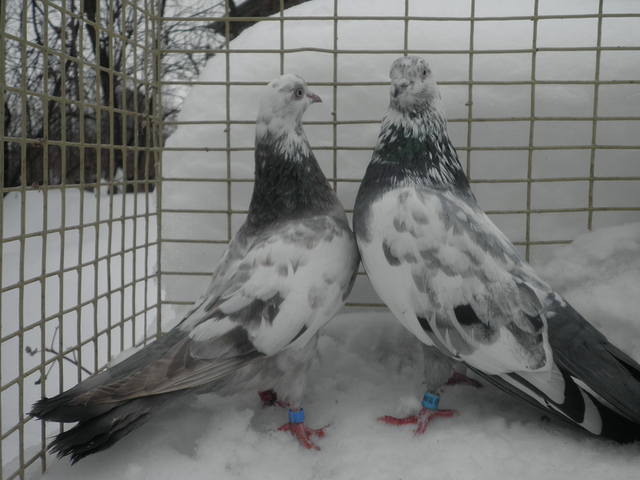 http://images.vfl.ru/ii/1360156185/a4d240b1/1700185_m.jpg