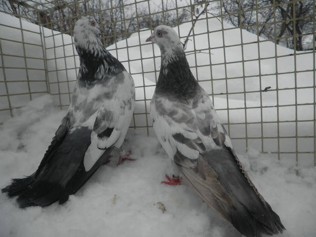 http://images.vfl.ru/ii/1360157304/4d0480e6/1700279_m.jpg
