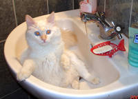 Я смотрю вы совсем не собираетесь купать свою кошку, при (1)