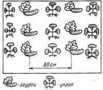 Схема посадки редиса