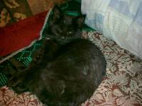 VFL.RU - ваш фотохостинг