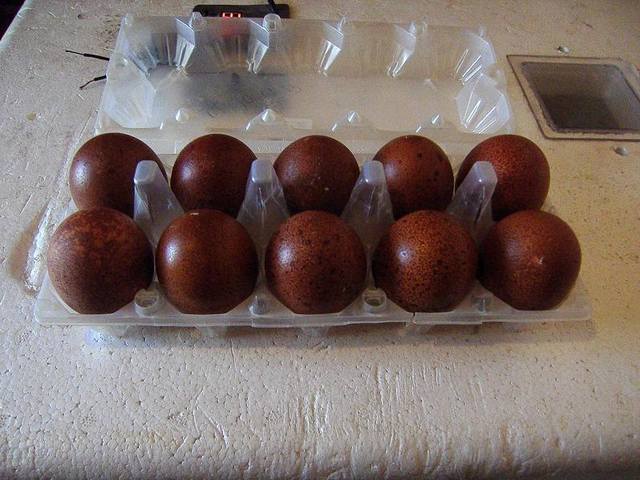 Мараны - порода кур, несущие пасхальные яйца - Страница 10 1806593_m