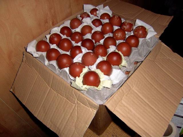 Мараны - порода кур, несущие пасхальные яйца - Страница 10 1806602_m
