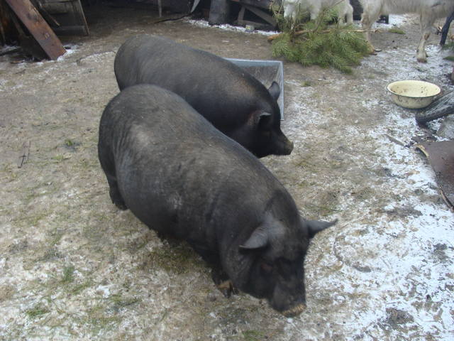 Продам свинок вьетнамской вислобрюхой породы 1807113_m