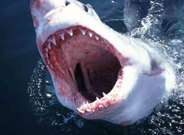 пасть акулы