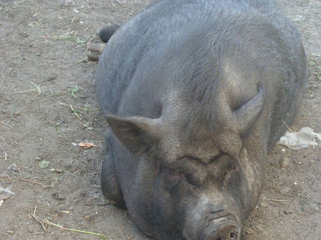 Продам свинок вьетнамской вислобрюхой породы 1839881_m