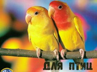 попугай рыжий
