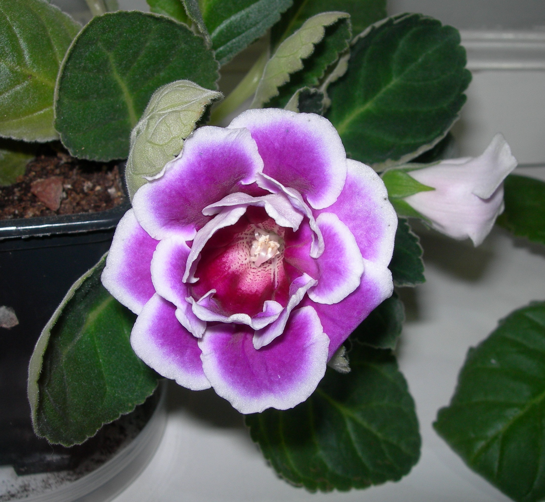 Брокад сеянец 2012 ПЦ обр