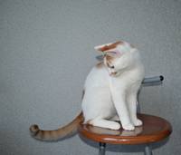 VFL.RU - ваш фотохостинг