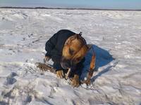 VFL.RU - ваш фотохостинг