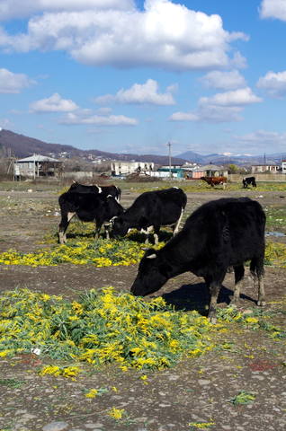 Mimoza i korovy Mimoza i korovy
