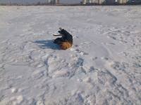 VFL.RU - ваш фотохостинг