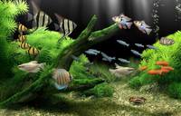 Dream Aquarium 1.2592 Screensaver + Rus Dream Aquarium 1.2592 Screensaver + Rus