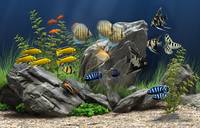 Dream Aquarium 1.2592 Screensaver + Rus Dream Aquarium 1.2592 Screensaver + Rus