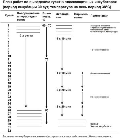 Инкубатор Золушка - Страница 9 2035094_m