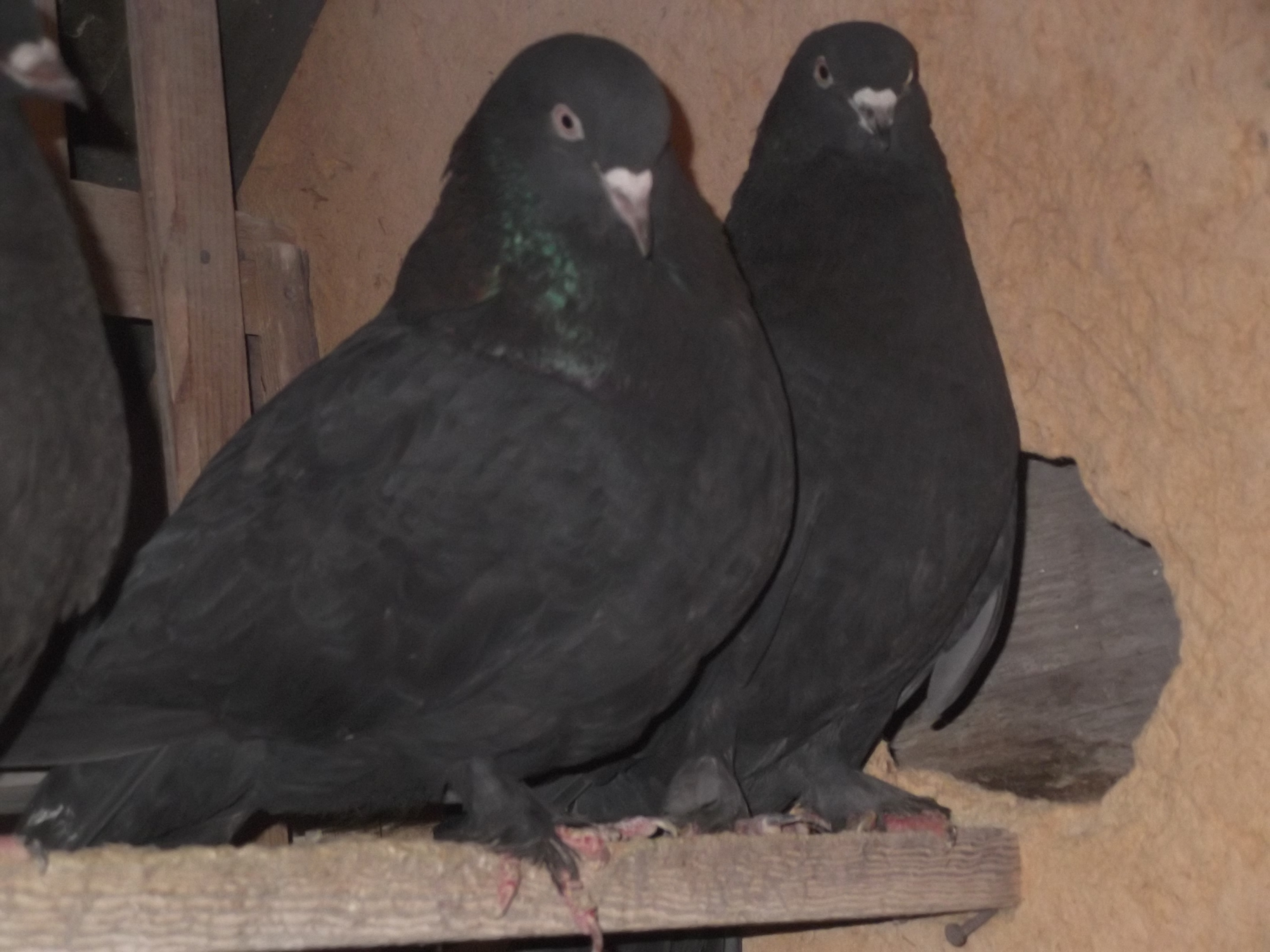 Изображение 033