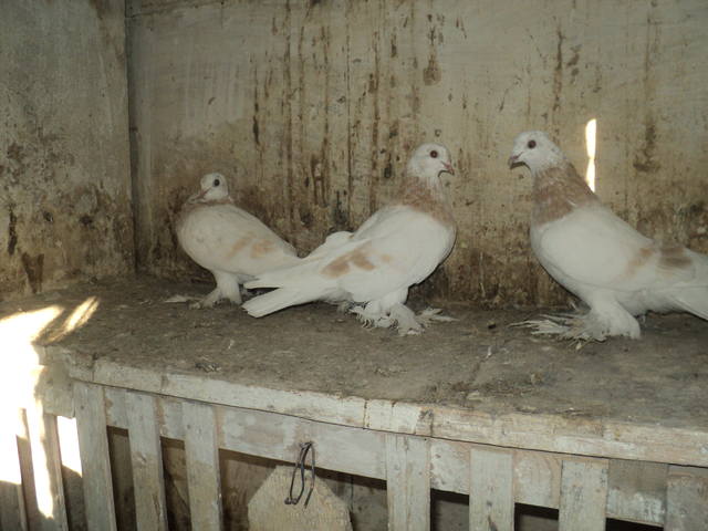 Бойные  голуби  Туркмении - Страница 7 2061049_m