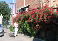 вьющаяся роза