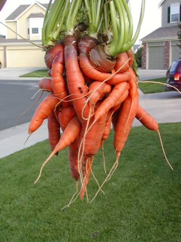 carrot 03[1]