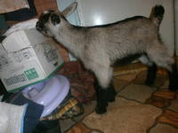 VFL.RU - ваш фотохостинг