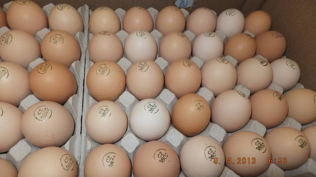 Маркировка инкубационного яйца 2148548_m