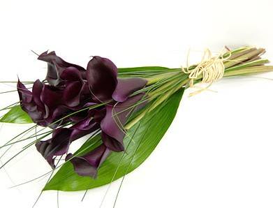 calla-4 calla-4
