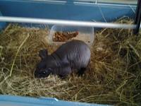 VFL.RU - ваш фотохостинг