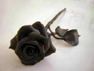 Black Rose4