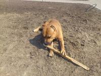 VFL.RU - ваш фотохостинг