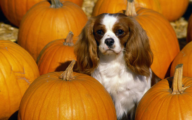 cavalier king charles spaniel-wide