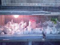 VFL.RU - ваш фотохостинг