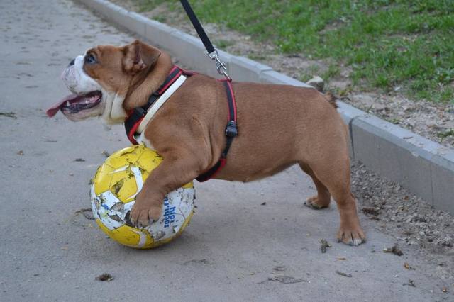 Братья наши меньшие, у кого кто - 2.