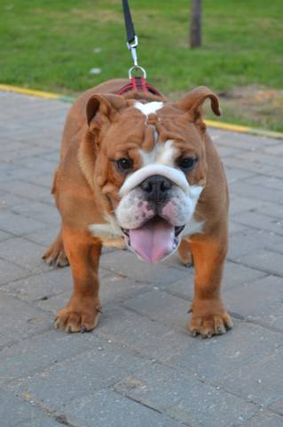 Братья наши меньшие, у кого кто - 2.