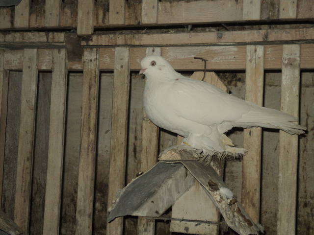 Бойные  голуби  Туркмении - Страница 10 2317770_m