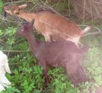 Алекса Ириска