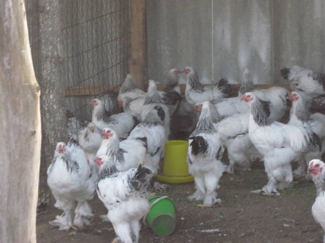 Где Купить Цыплят Брама В Усольском Районе