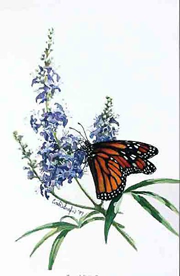 monarch-butterfly